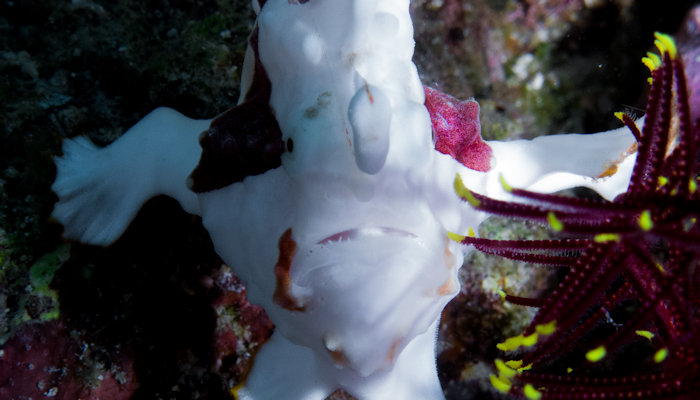 Giant Frogfish - White Phase